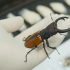 女子携带18只活体大甲虫进境被查 均属外来物种 ！