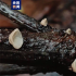 我国浙江杭州发现一全球新物种：命名“天钟山泡头菌” ！