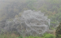 福建一地一夜间出现巨幅蜘蛛网引关注 后续来了：全是毛毛虫 ！