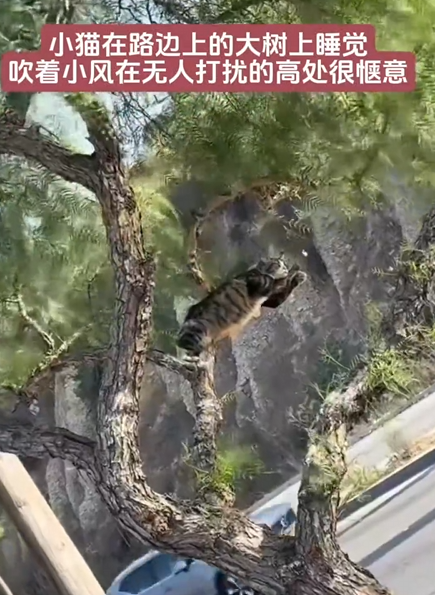一只猫咪在大树上安逸睡觉 吹着小风很惬意 网友:这姿势咋“解锁” !-第2张图片-乍过网 一只猫咪在大树上安逸睡觉 吹着小风很惬意 网友:这姿势咋“解锁” !-第2张图片-乍过网